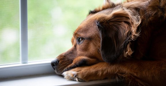 Sad Dog Looking Out Window Waiting For Owner